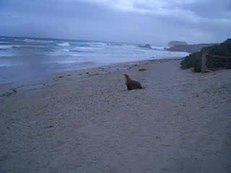 lion de mer australie !!