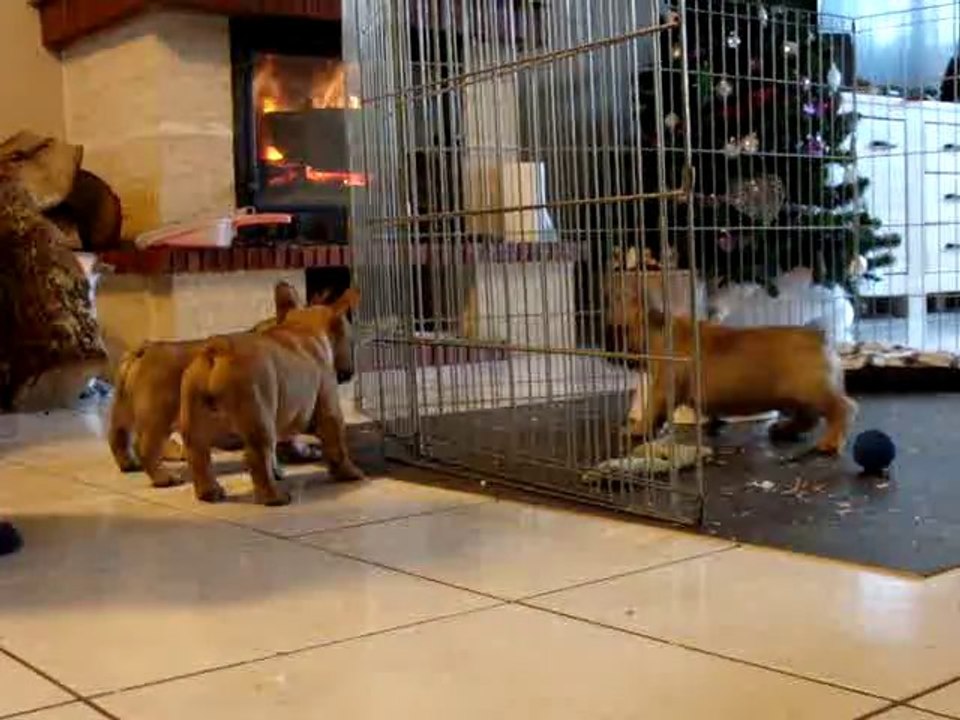 48 jours tous les chiots