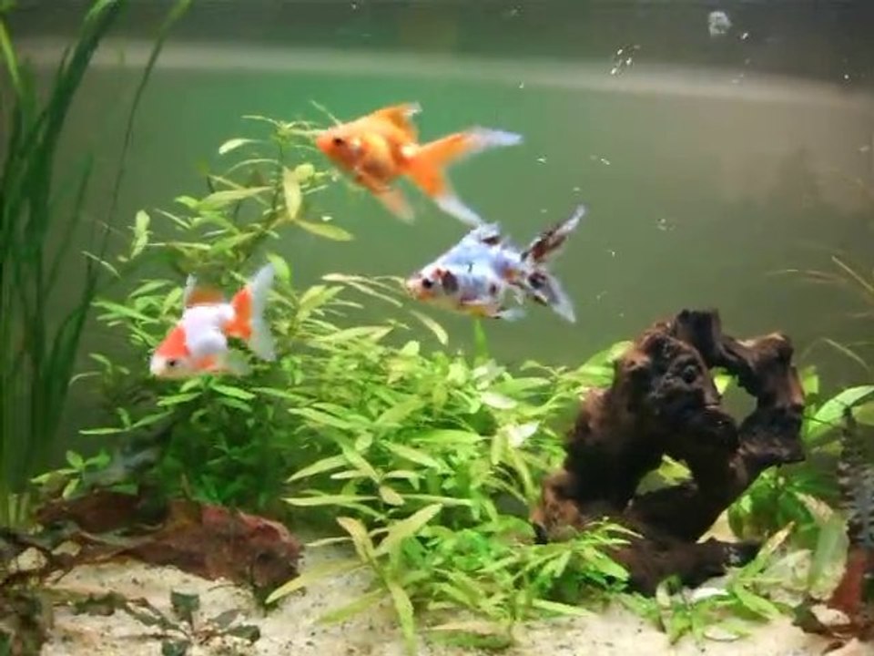 poissons japonais dans aquarium Decembre 2010 (video3) 001