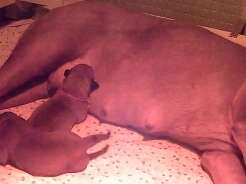 Les bébés de L'Exigence ont 4 jours (3min 40)