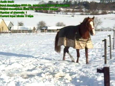 chevaux dans la neige... Hiver 2010