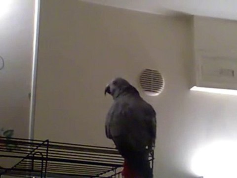 hardy le gris du gabon arrete pas de parler