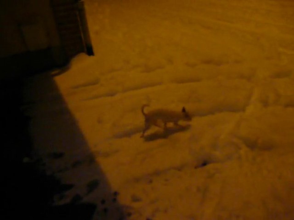 Ginny dans la neige
