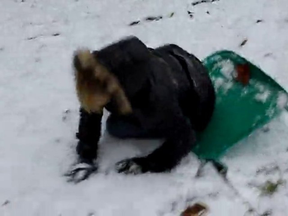 luge