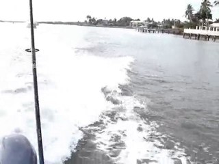 Dolphins Swimming in Naples Bay: Capt Jimbo