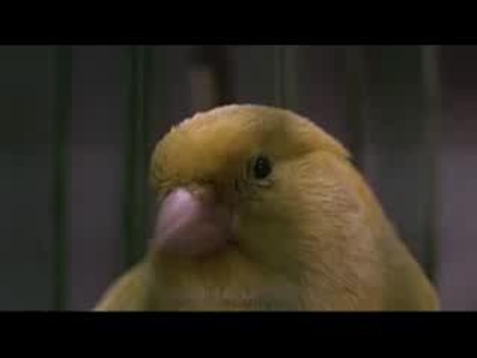 Bernie oiseaux