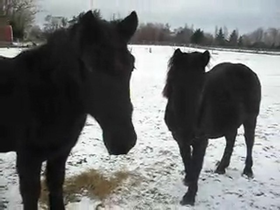 PONEY-CLUB: vive les vacances! Noël dans la neige! SDC14627