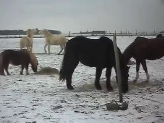 1er JOUR DES VACANCES DE NOEL AU PONEY-CLUB: neige! SDC14624