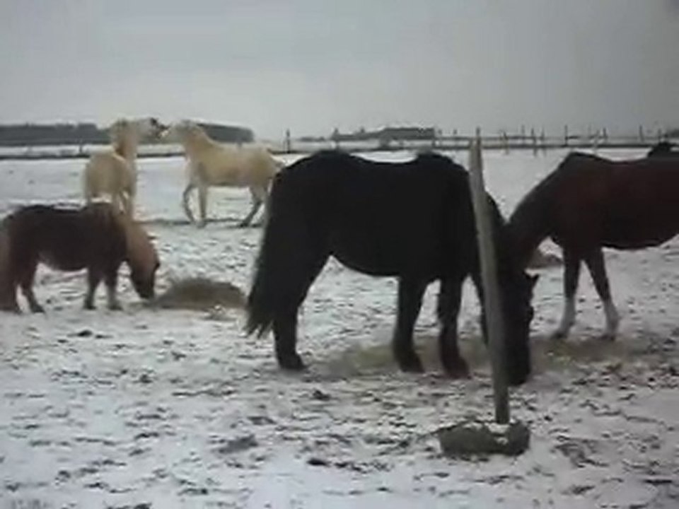 1er JOUR DES VACANCES DE NOEL AU PONEY-CLUB: neige! SDC14624