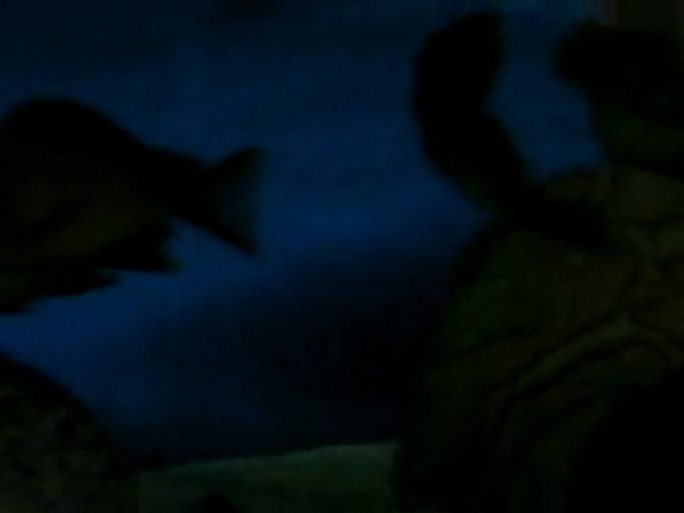 Ağzı dolu dişim ve yeni yavrular ana tank'da