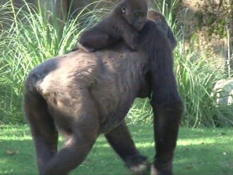 Campagne EAZA 2011