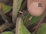 How To Propagate House Plants Using Leaf Lamina Cutting