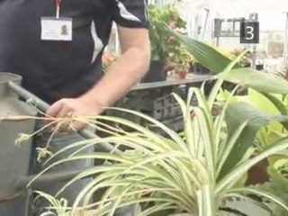 How To Provide Humidity For House Plants