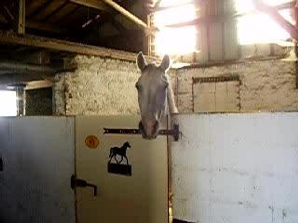 les chevaux que je connait et ma jument