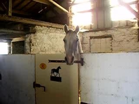 les chevaux que je connait et ma jument