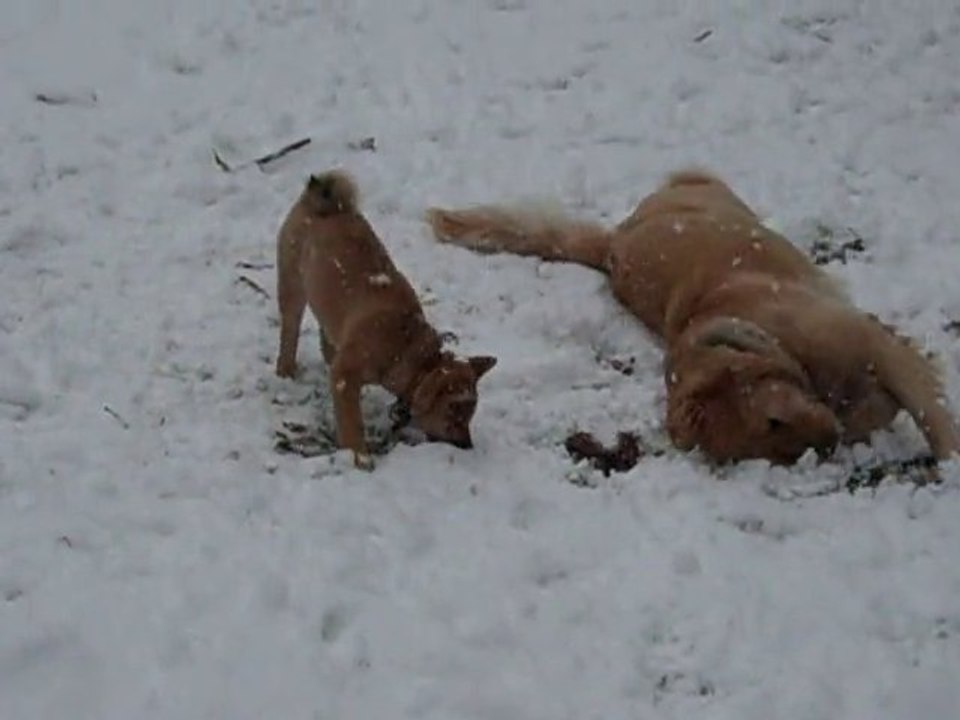 Akimi, Tsubaki et Chopper au parc dans la neige