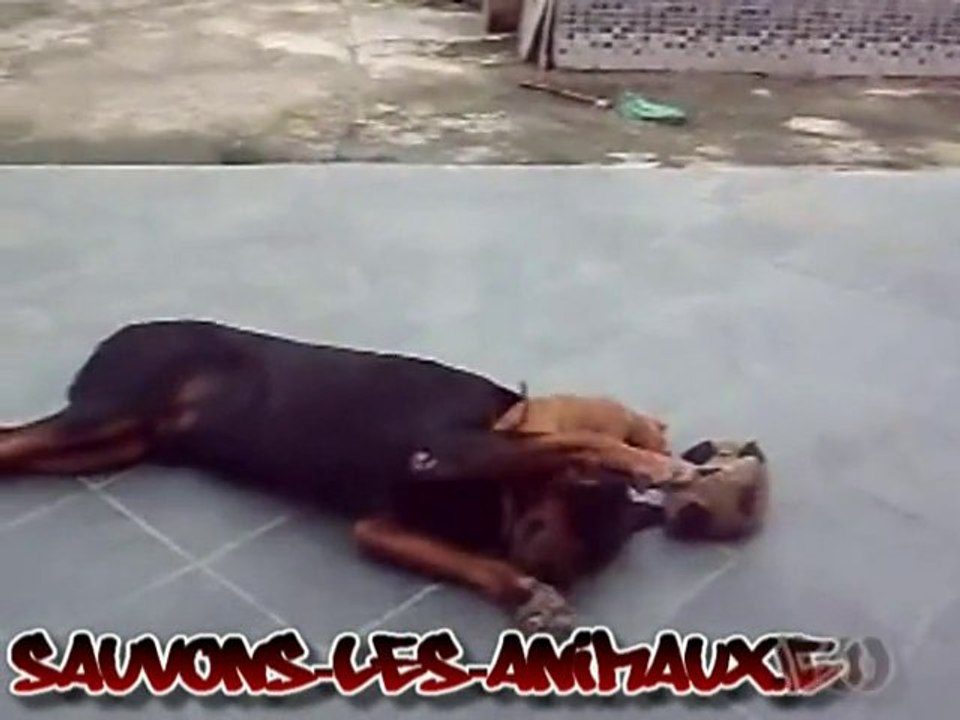 combat de chien - Rottweiler chien dangereux ?