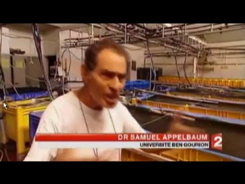 des poissons dans le désert du Néguev