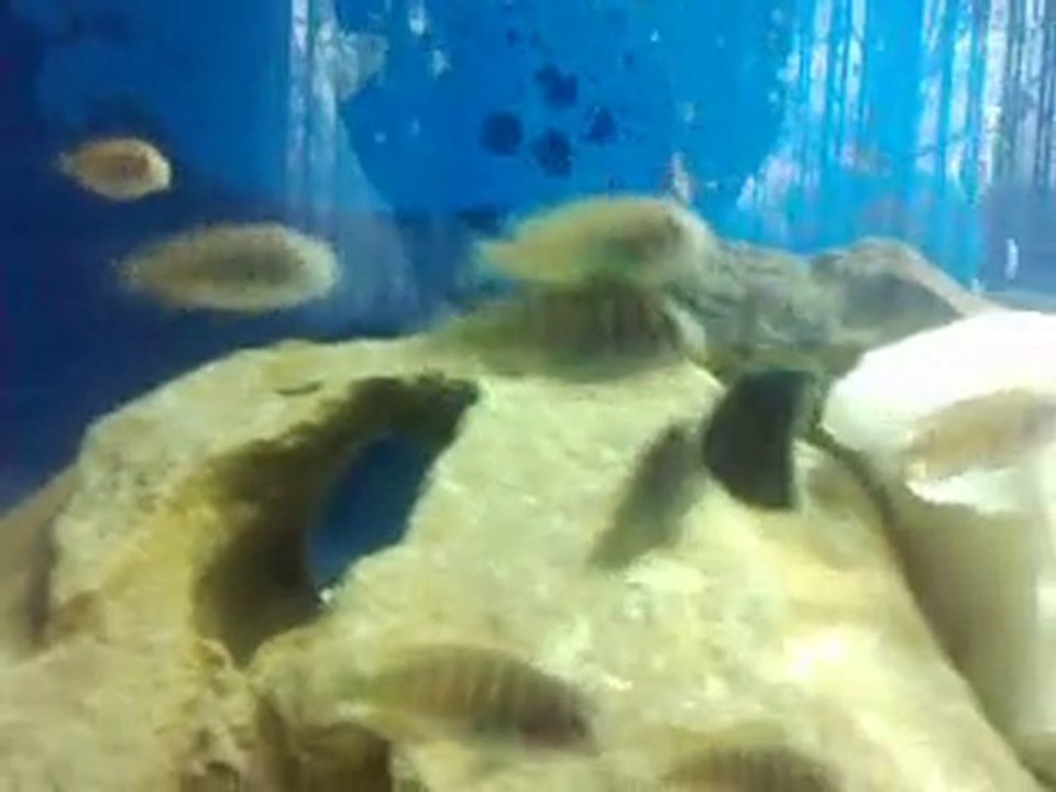 Tropheus Chipimbi