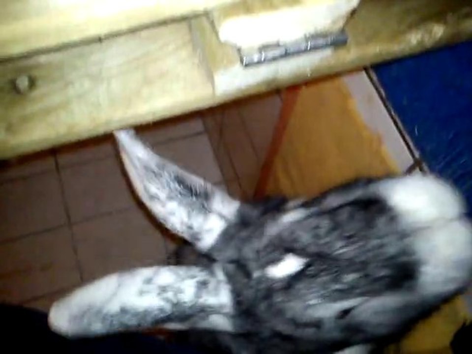 el terroro