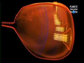 Le grand requin blanc (1)