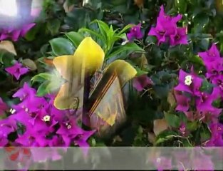 Ney neyzen - AB-I VERD