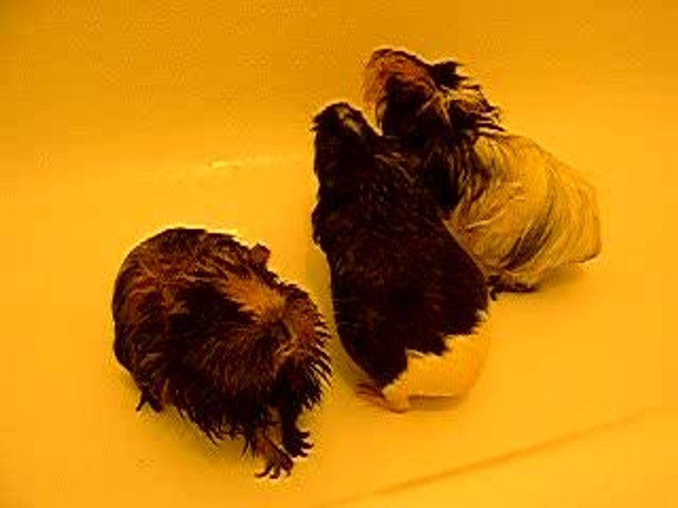 Le bain des cochons d'inde