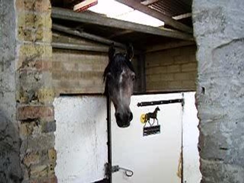 pénélope ma jument