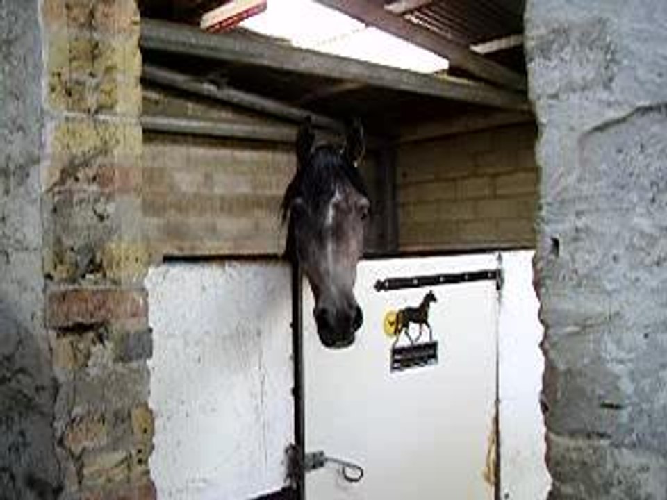 pénélope ma jument