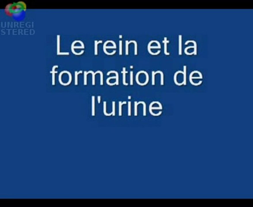Elaboration de l'urine dans les reins