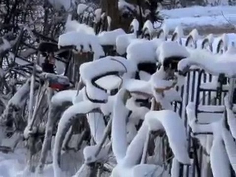 Rood|Noot in de sneeuw december 2010