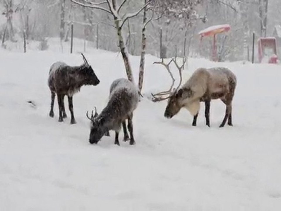 Rentier im Schnee - Wildgehege Hellenthal - Feliz Navidad -
