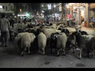 Egypt 2010 Alexandria Night Meat