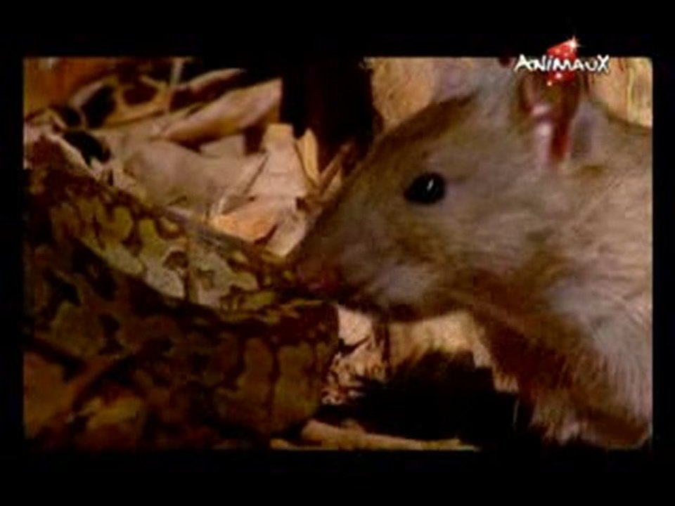 ANIMAUX(101220_0612)