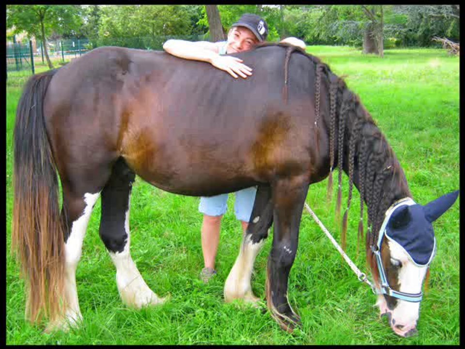 Ethologie Irish Cob nos 1 an