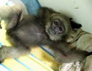 Un bebe gibbon a le hoquet