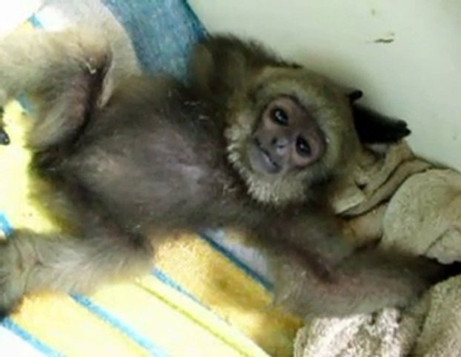 Un bebe gibbon a le hoquet