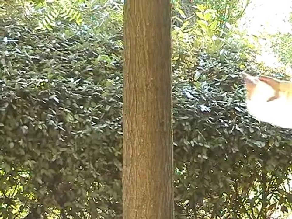 Ba Gua Zhang - Une gestuelle de vie - Part 1