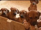 Dog gives birth to 17 puppies