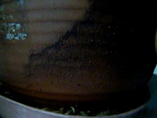 Parasites plante carnivore