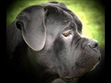 CANE CORSO DES MOLOSSES DE LA VALLEE VERTE