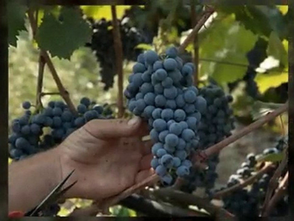 Tips on Starting a Wine Collection