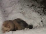 PoutPout le furet blogueur dans la neige videoblog