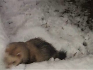 PoutPout le furet blogueur dans la neige videoblog