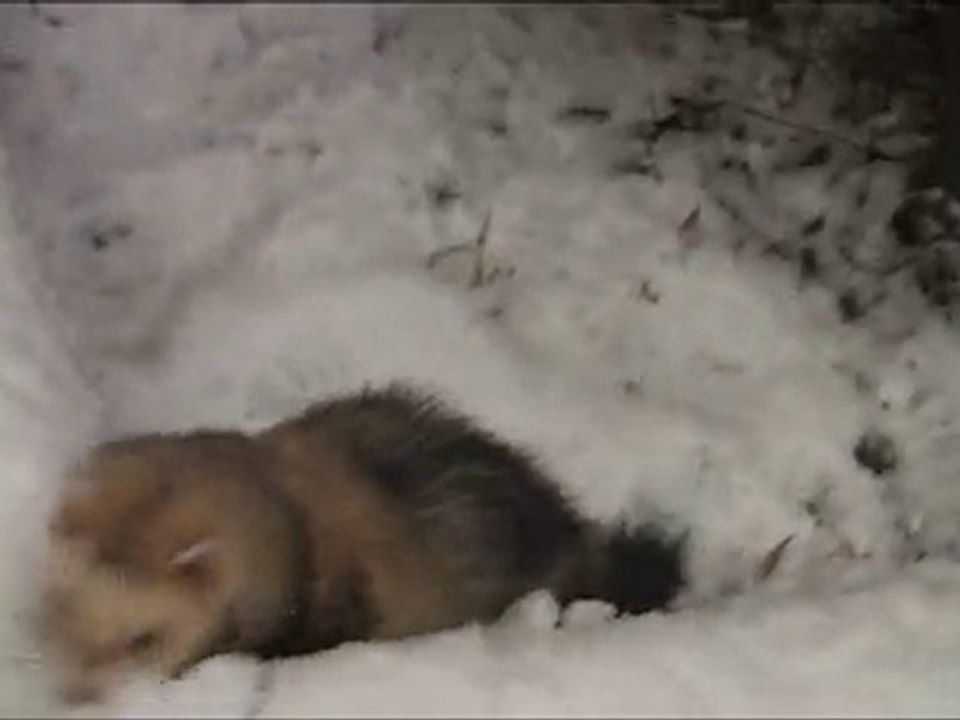 PoutPout le furet blogueur dans la neige videoblog