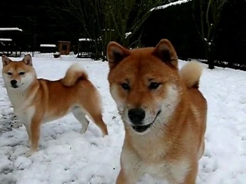 Balle de neige ( Nouveau montage : version courte )