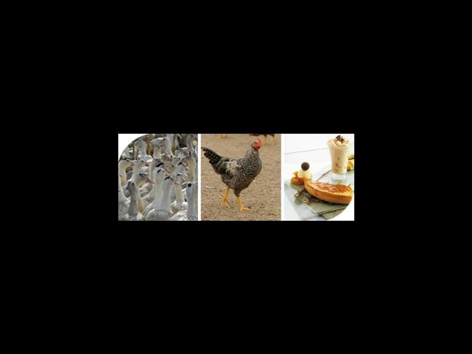 Euralis et le marché chinois du foie gras