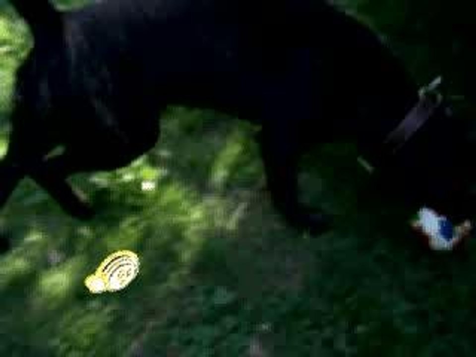 cane corso Aember Juin 2006