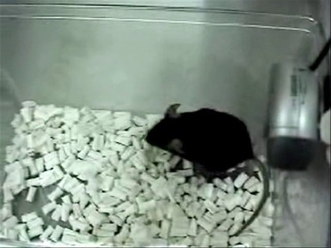 Japan bio-scientists produce 'singing mouse'