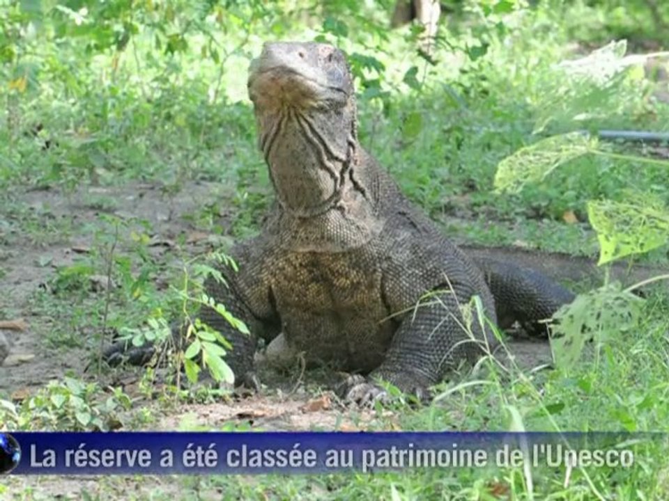 Frissons garantis face aux lézards géants indonésiens